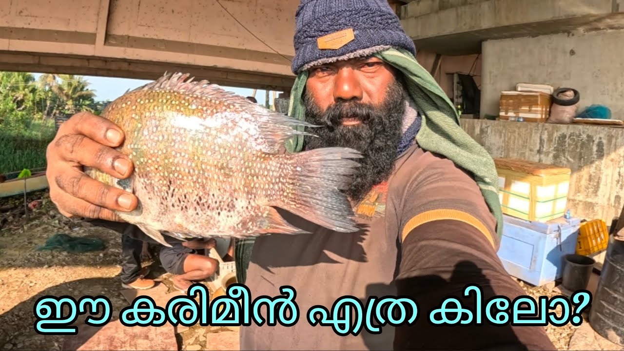 ഈ കരിമീൻ എത്ര കിലോ??? | FISHINGVLOG | #reallife #realfishing 