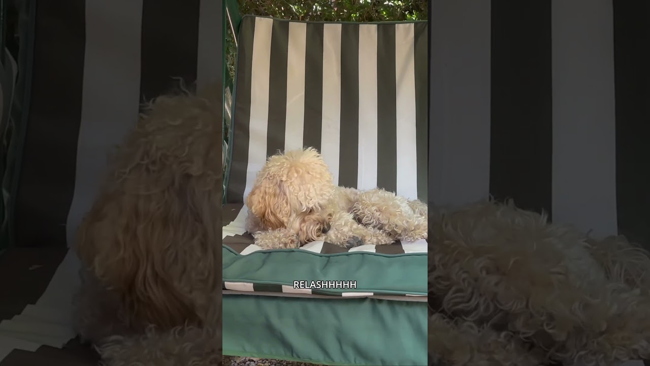 BUON FERRAGOSTO #canedivertente #cane #dog #funny #ferragosto