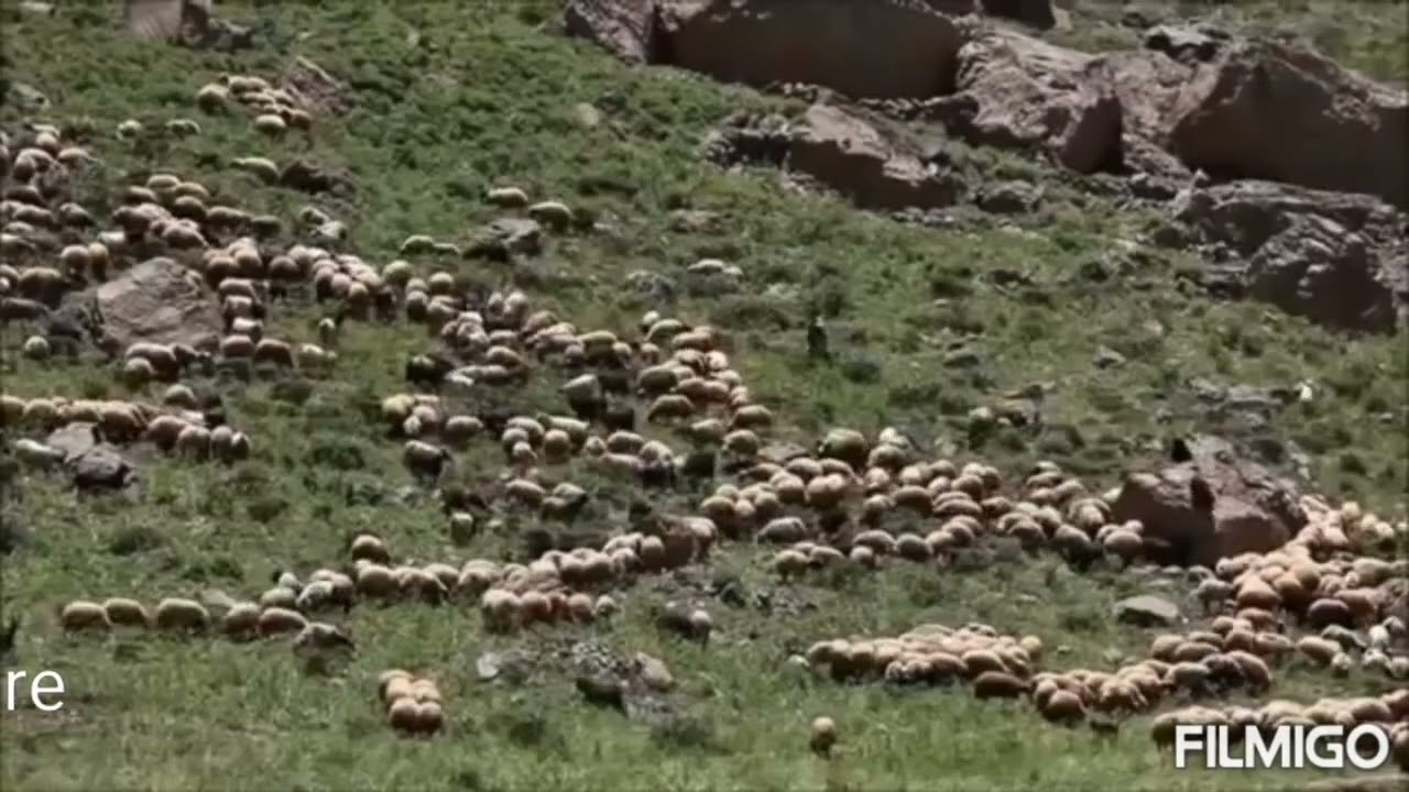kılam gulamehrume bı deng&ecirc; meya Sezai hoca mire bılure