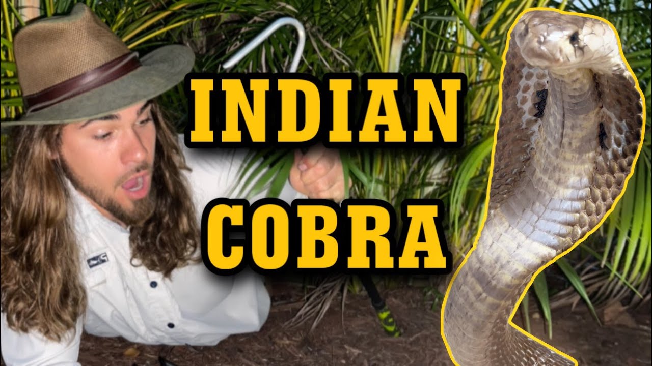 Самая смертоносная COBRA из всех, что у меня есть!