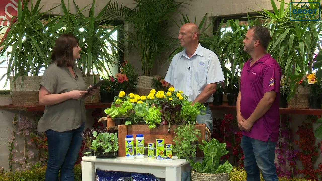 Hoe om ń groentetuin te plant