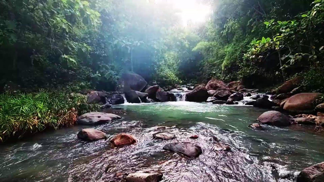 Relaxing Water Flow & Bird ASMR - Natural White Noise for Sleep, Studying, and Calm Focus