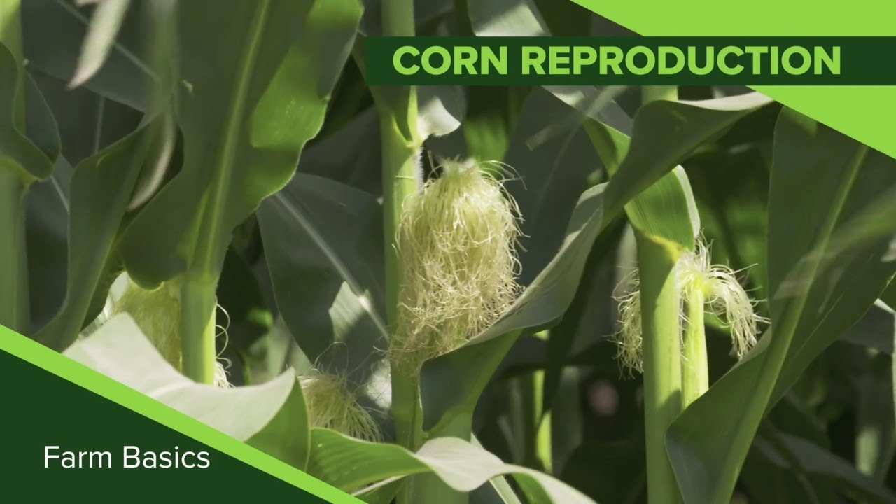 Farm Basics #1116 Corn Reproduction (Air Date 8-25-19)