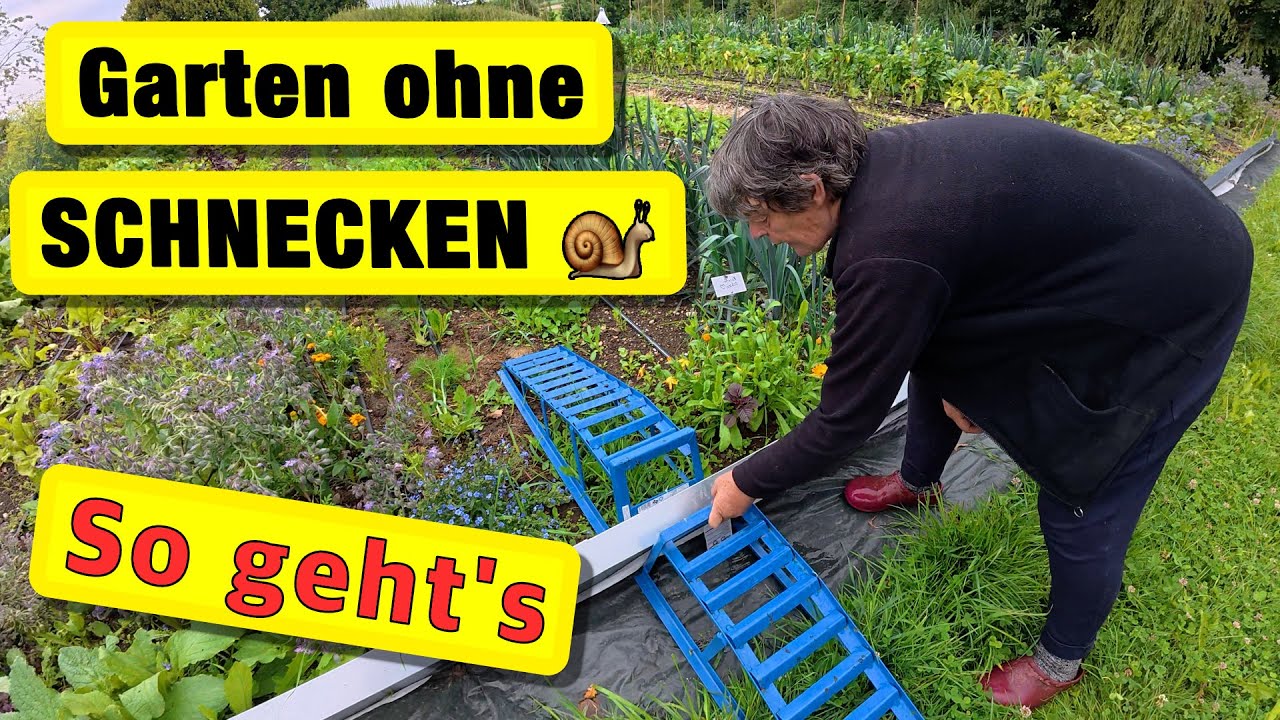 Warum dieses Gemüsebeet jetzt schneckenfrei ist!
