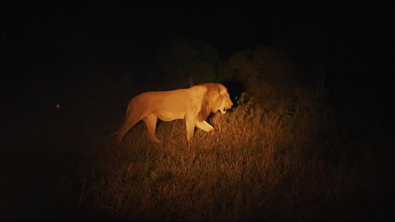 Young Male Lion Returns! (Nzuri)