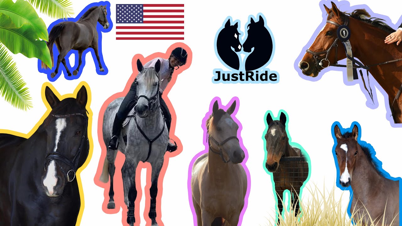Amerikai Lovak Bemutat&oacute;ja 🥳🐴 | JustRide 