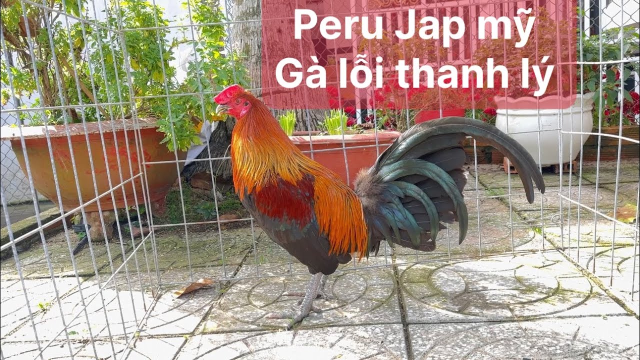 Trại gà mỹ nam phát, tốp trống Peru Jap mỹ, ngày 12 tháng 3, 2026 