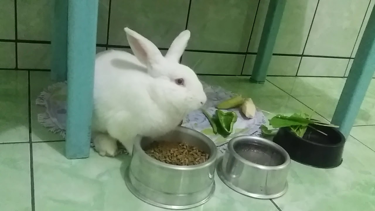 Alimentação de Lebre 🐇🍎🍠