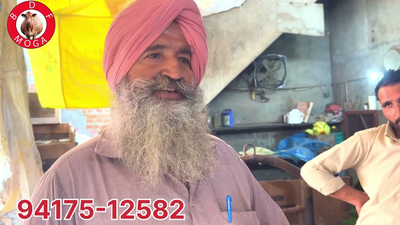 ਖਰੀਆ ਗੱਲਾ 🔥ਫੁੱਲ ਗਰੰਟੀ 🔥ਗੱਬਣ ਵਹਿੜ ਵਿਕਾਉ- one cow for sale #brardairyfarmmoga 