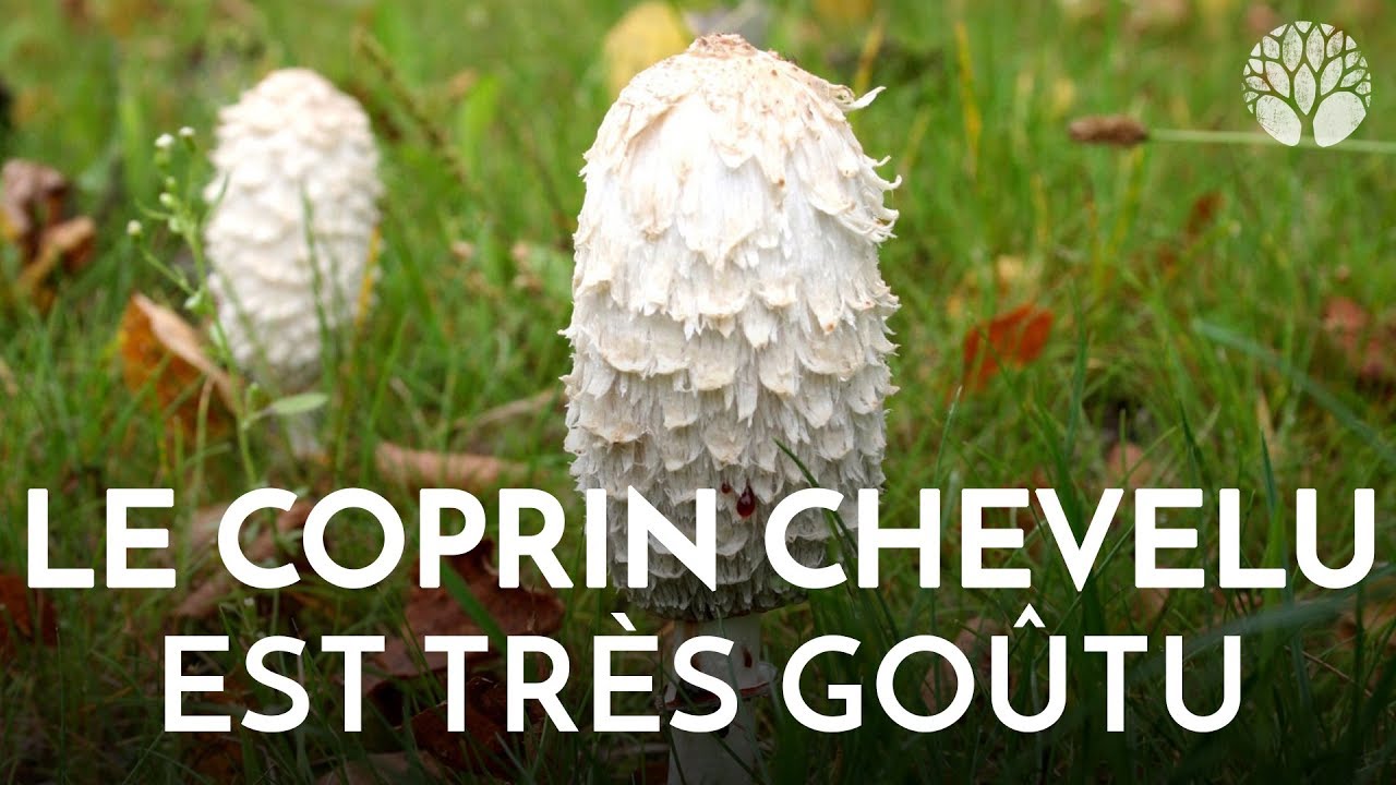 Le coprin chevelu, Coprinus comatus, top 20 des meilleurs champignons !