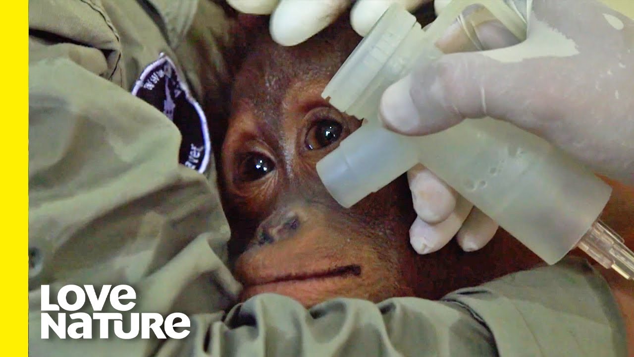 Orphaned Orangutan SAVED After Serious Smoke Inhalation | Love Nature