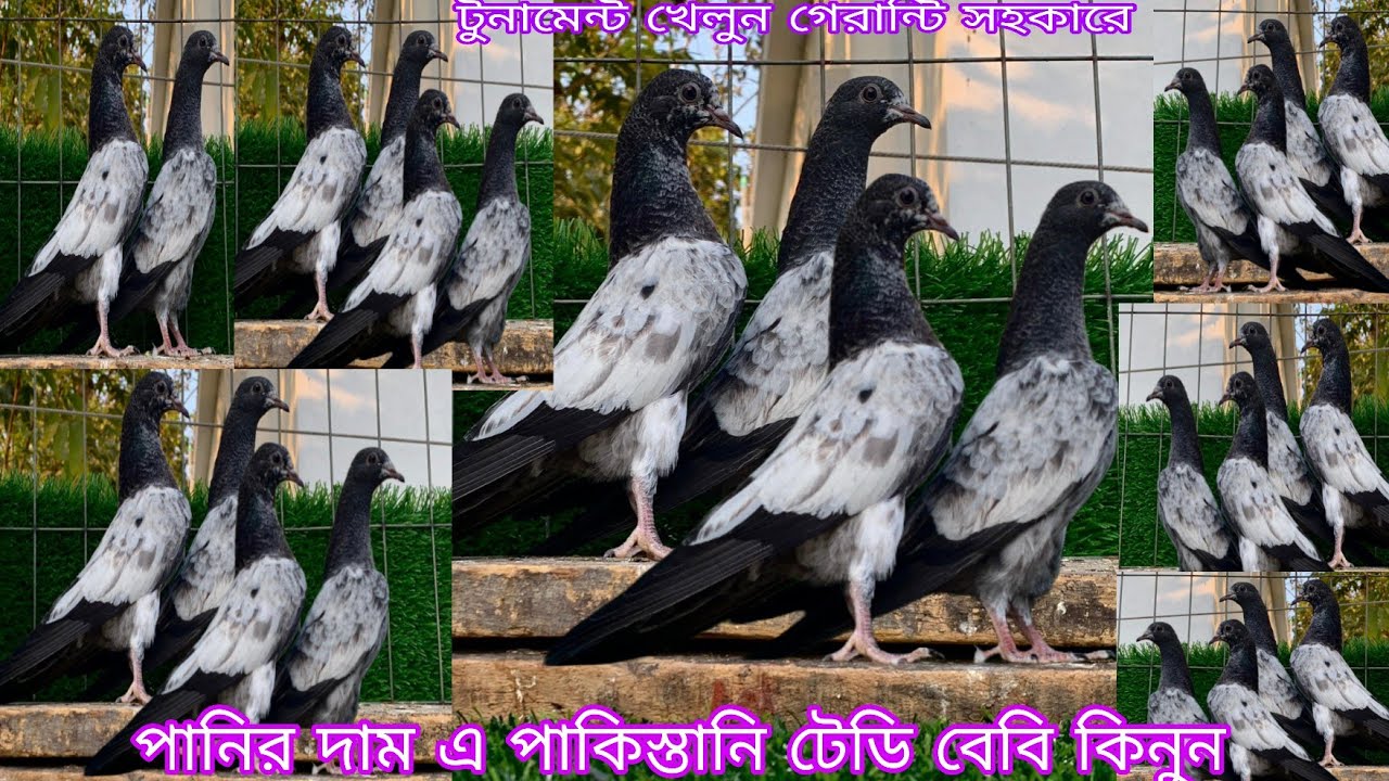 পানির দাম এ  পাকিস্তানি টেডি বেবি কিনুন টুনামেন্ট খেলুন গেরান্টি টাইগার ডাবওয়ালা কেটিএম ওমান টেডি 