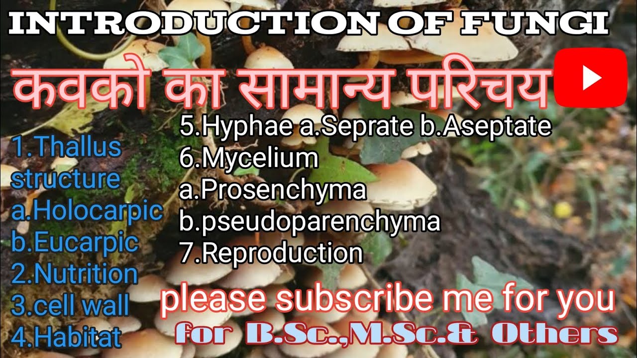 कवको का सामान्य परिचय🍫,Part-01//general introduction of fungi//बहुत ही आसान भाषा मे/By sendrapal sir