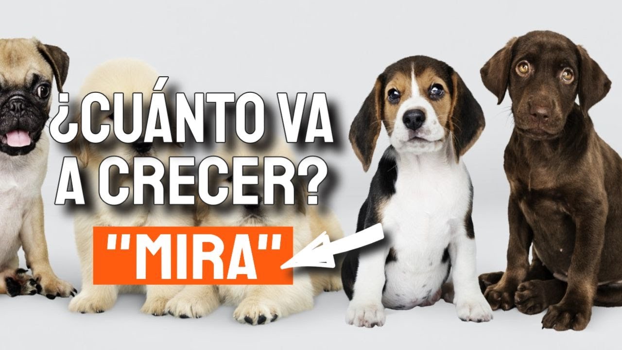 🐶¿Qué TAMAÑO TENDRÁ mi CACHORRO?