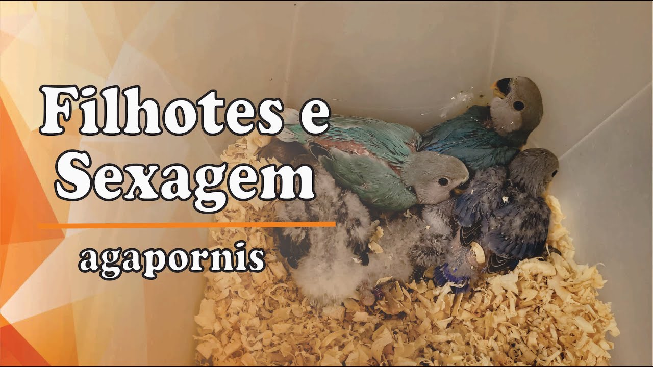 Tirando Filhotes de Agapornis Roseicollis do Ninho