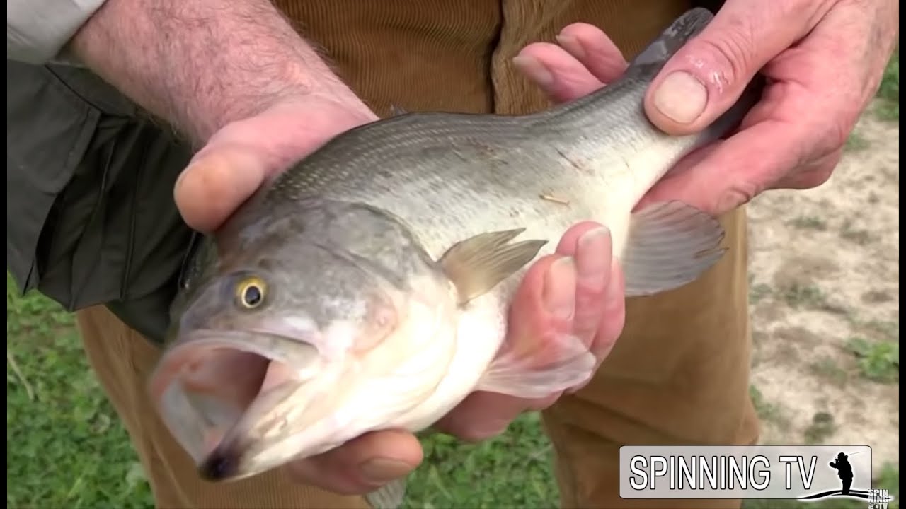 Pesca a SPINNING di TROTE e BLACKBASS al Parco Laghi Cronovilla con le canne Tubertini | Spinning TV