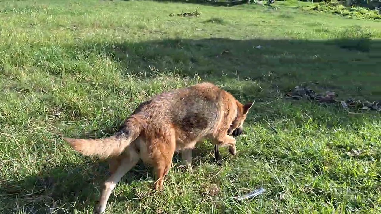 Stray GSD is BACK | Part 2