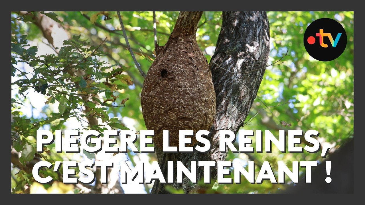 Frelon asiatique: l'importance de piéger les reines dès le printemps