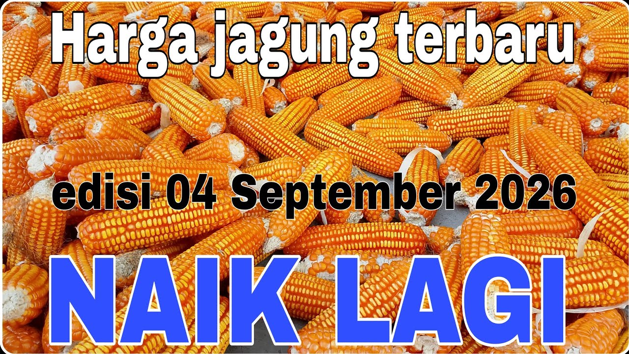 Corn prices today September 2, 2025 are up again @Petanimuda2putra