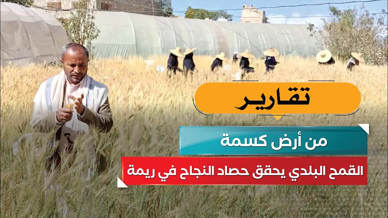 من أرض كسمة… القمح البلدي يحقق حصاد النجاح في ريمة