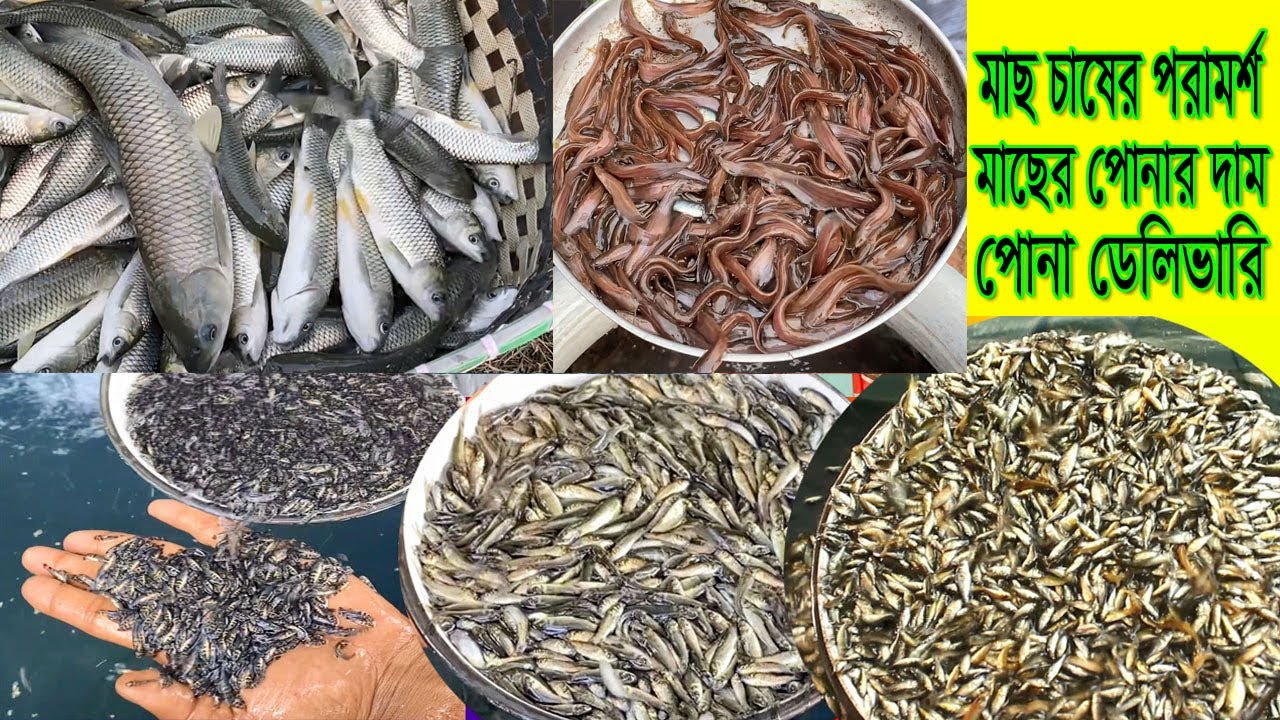 মাছ চাষের পরামর্শ সহ নতুন মাছের পোনার দাম দর যেনে নিন এই পর্বে।পোনা মাছের ডেলিভারি।।
