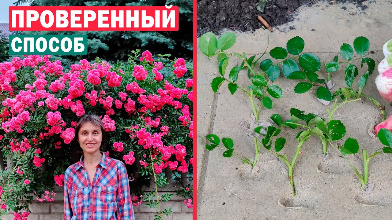 ЛАЙФХАК! ЛЕТНЕЕ ЧЕРЕНКОВАНИЕ РОЗ! 🌹🌹🌹 Размножаем правильно 100% результат
