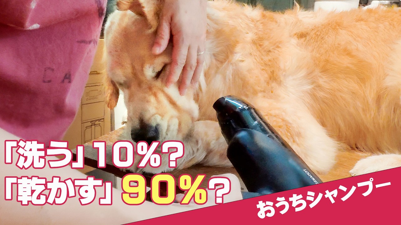 【大型犬の自宅シャンプー完全公開】洗う10％、乾かす90％のリアル