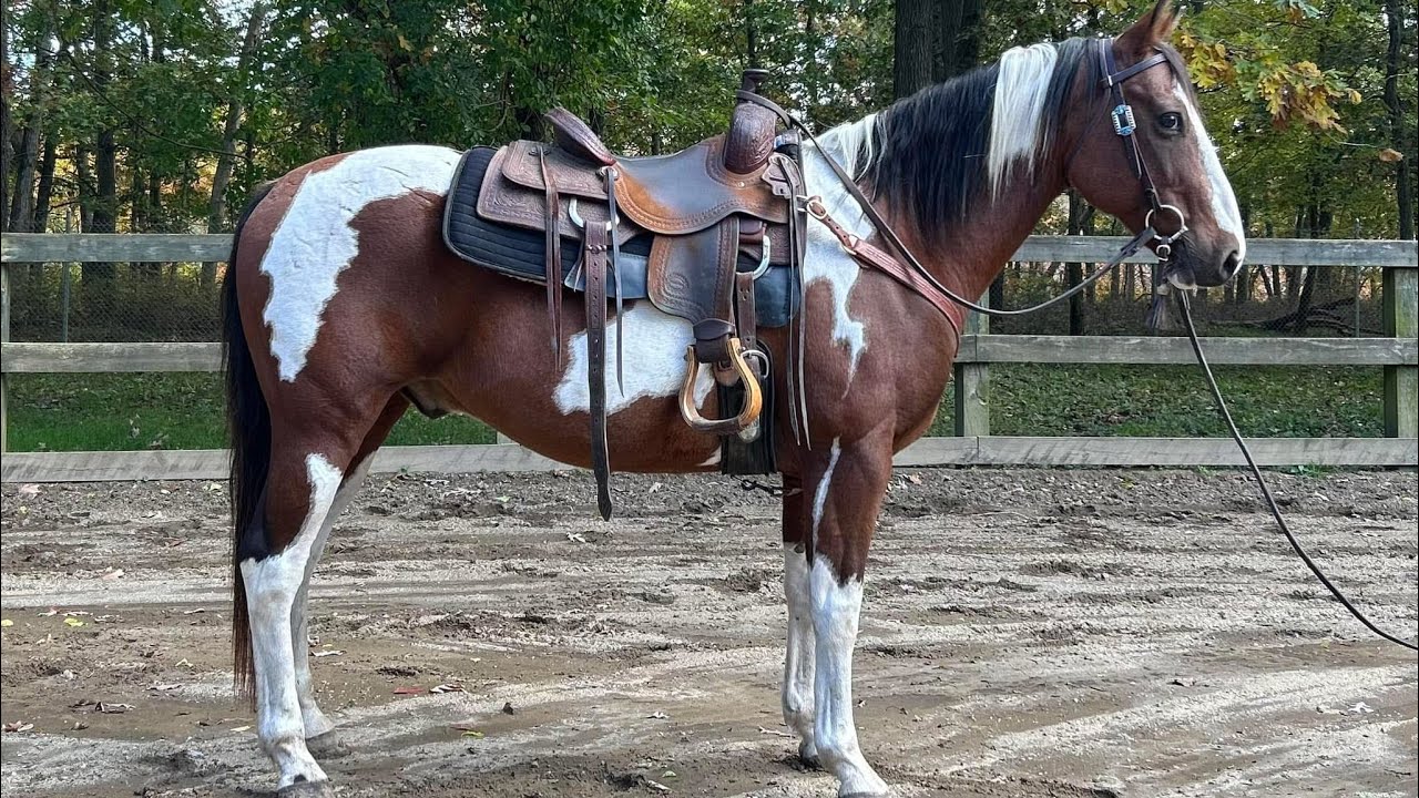 Bear - paint gelding 