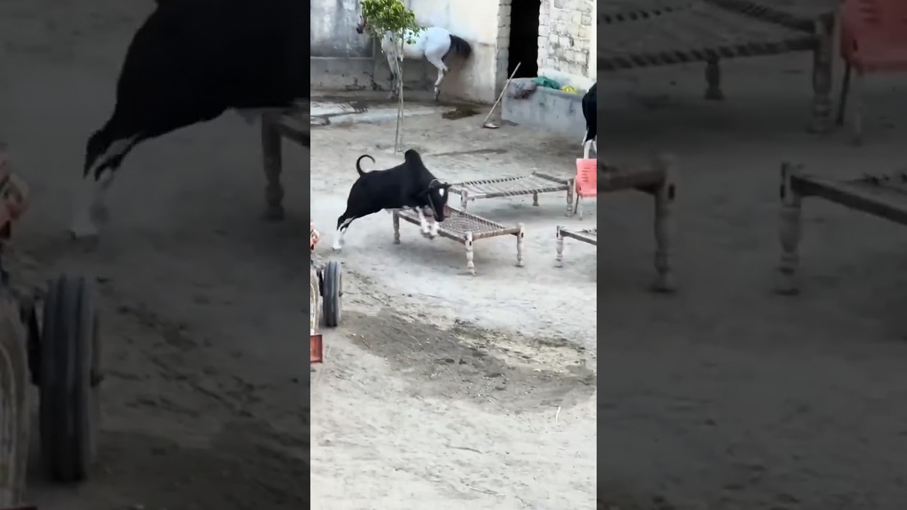 qurbani ka janwar Le Aaye#madhubani#song#viral song#indiansong #viral #funny #cow #2024#LazyBoysShor