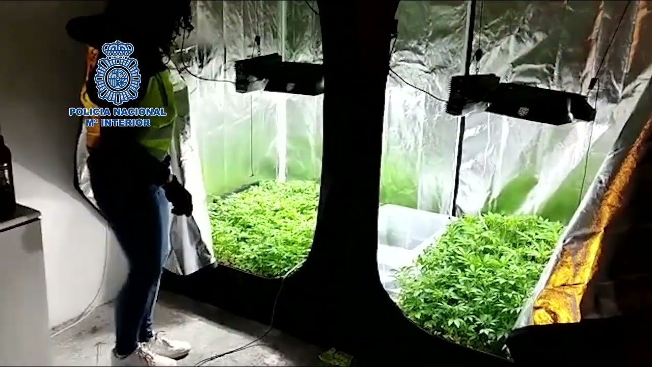 Desarticulada una red de cultivo y tráfico de marihuana ubicada a las puertas de un instituto