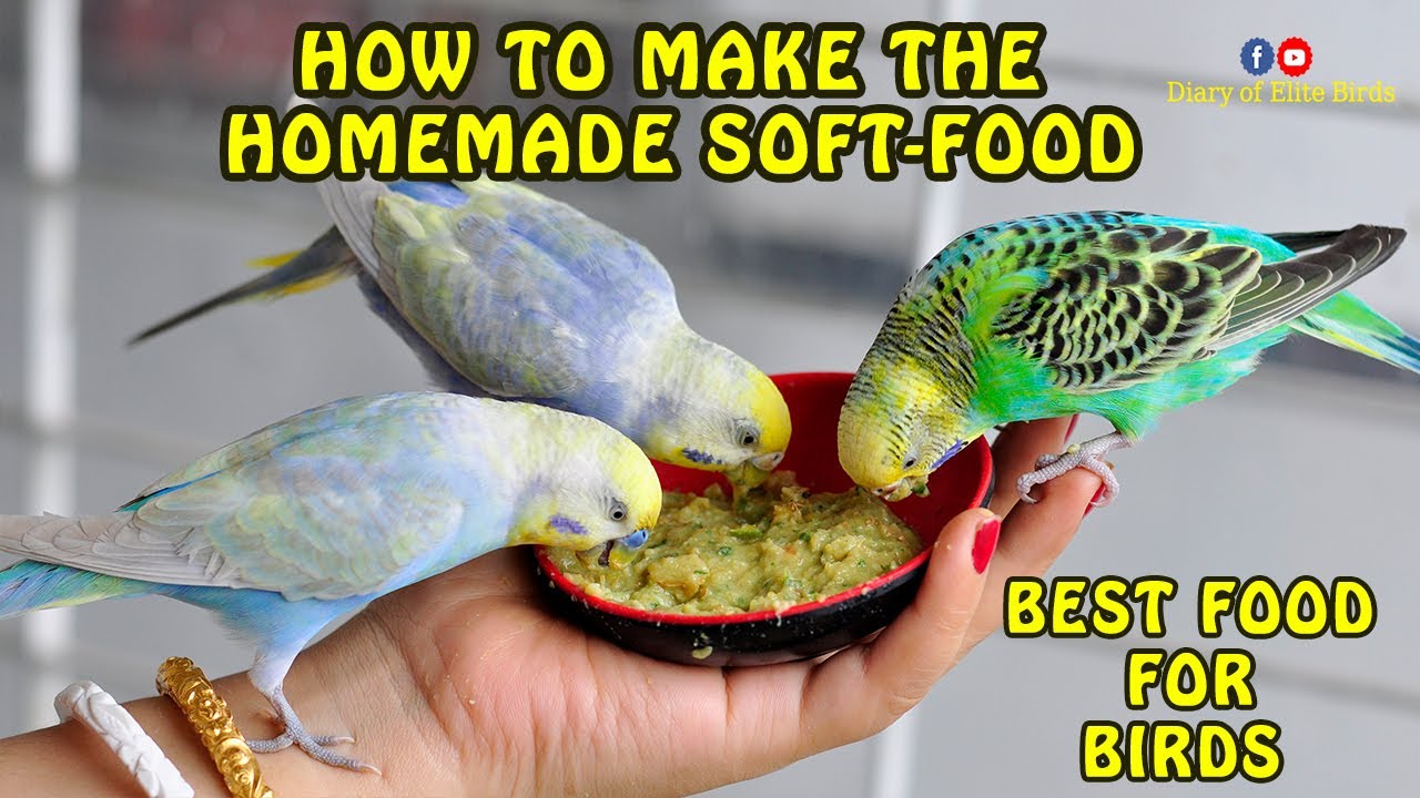 How to make the easy homemade Soft food for pet birds Budgie Cockatiel Finches
