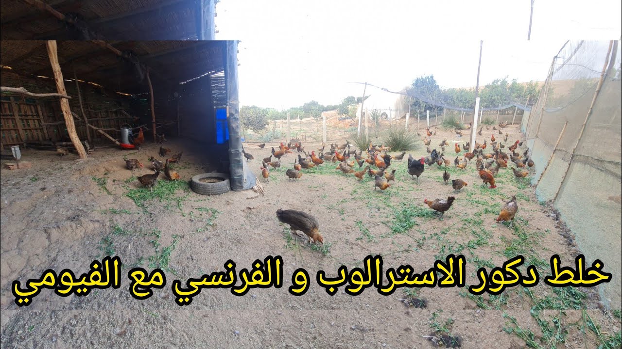 طفرة في انتاج اللحم و المناعة ديك الاسترالوب و الفرنسي مع الفيومي/كشف سر الخلط/