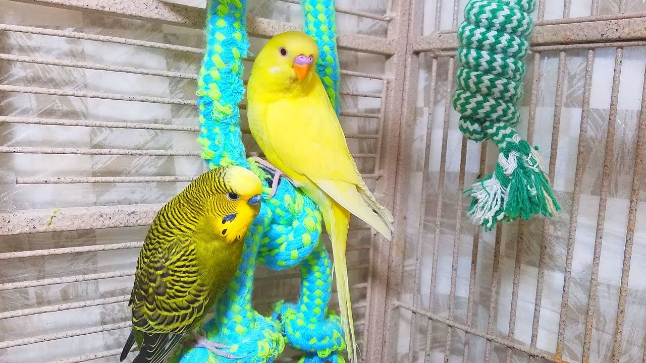Help Lonely Budgies to Chirp, Nature Parakeets Bird Sound 12 Hr