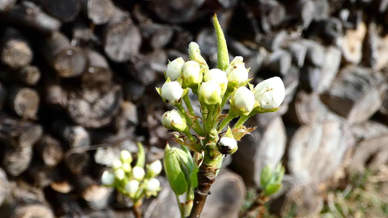 Nashi, asian pear 4. IV. 2019 Hosui &ndash; Panasonic Lumix DC-FZ 82 Superzoom