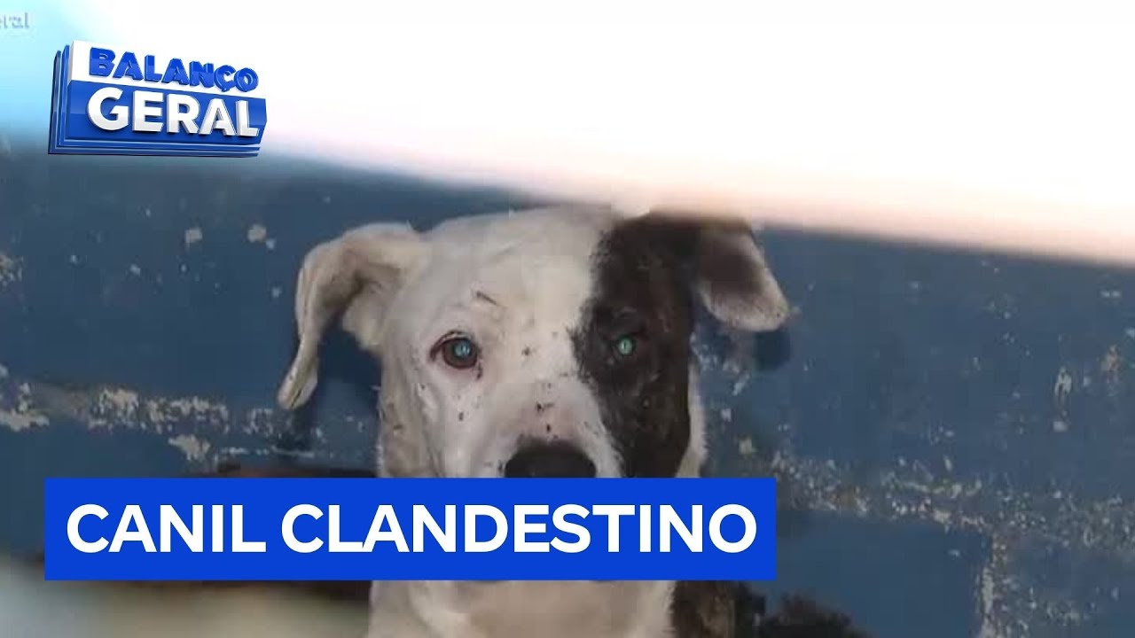 Pol&iacute;cia fecha canil clandestino na zona leste de SP ap&oacute;s den&uacute;ncias de maus-tratos