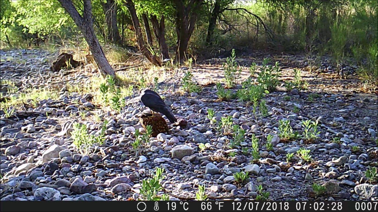 Quail Fight! Falcon A!