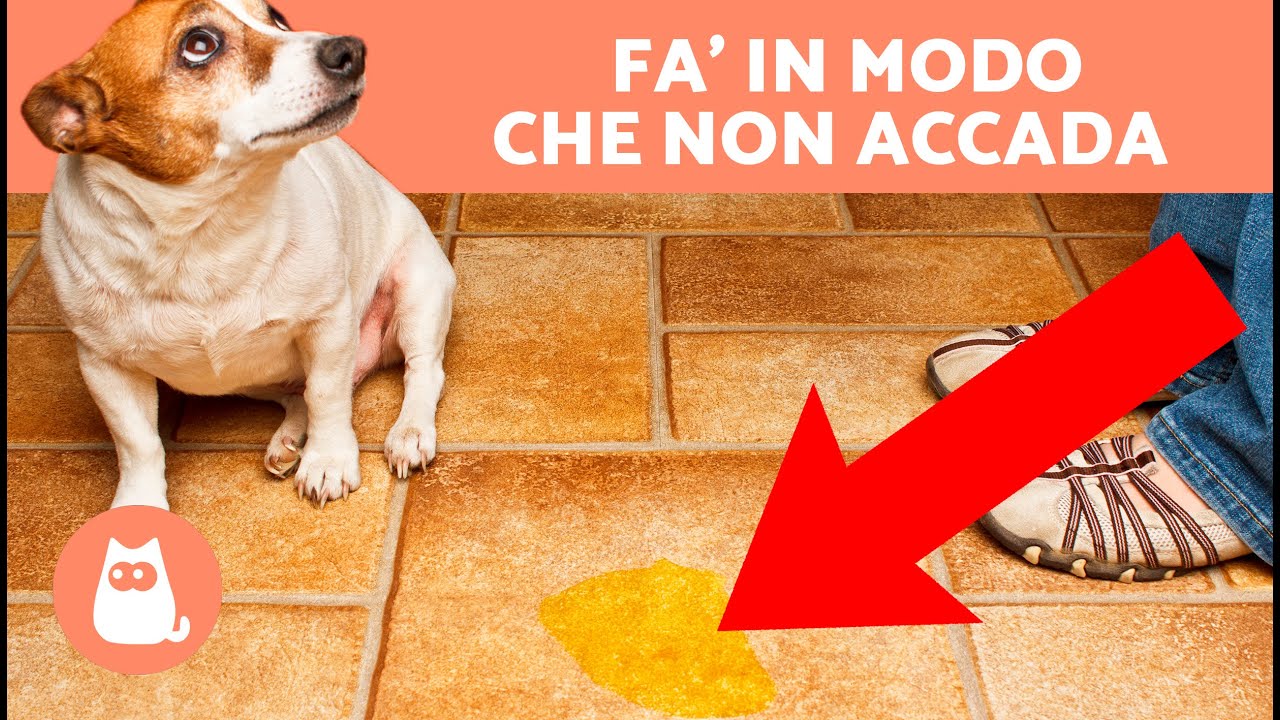 Come EVITARE che il tuo CANE FACCIA PIPÌ in CASA 🐶 (8 Trucchi)