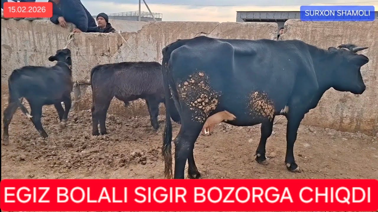 15.02.2026 QIZIRIQ JAXON MOL BOZORI SIGIR G'UNAJIN NARARI