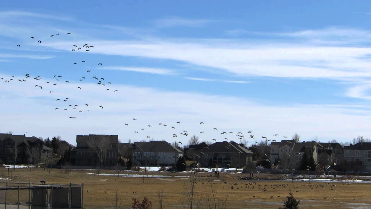 Geese at the park - unstibilized