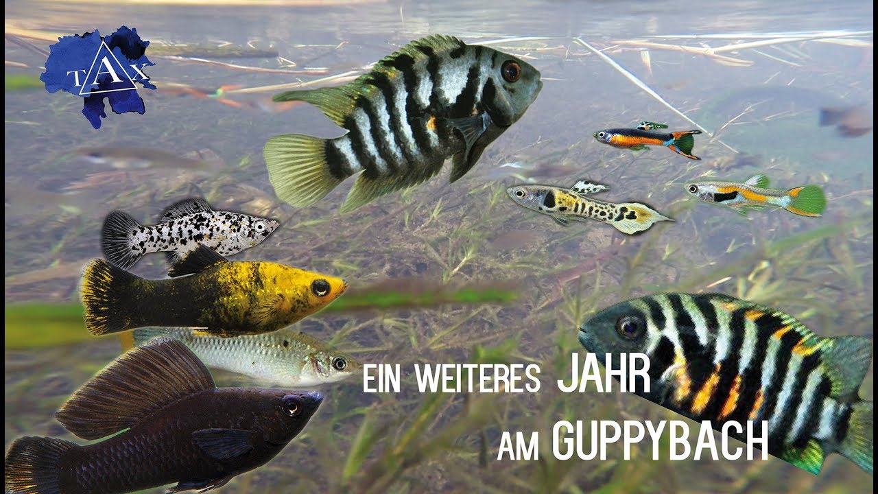 Ein weiteres JAHR am GUPPYBACH! /TAX