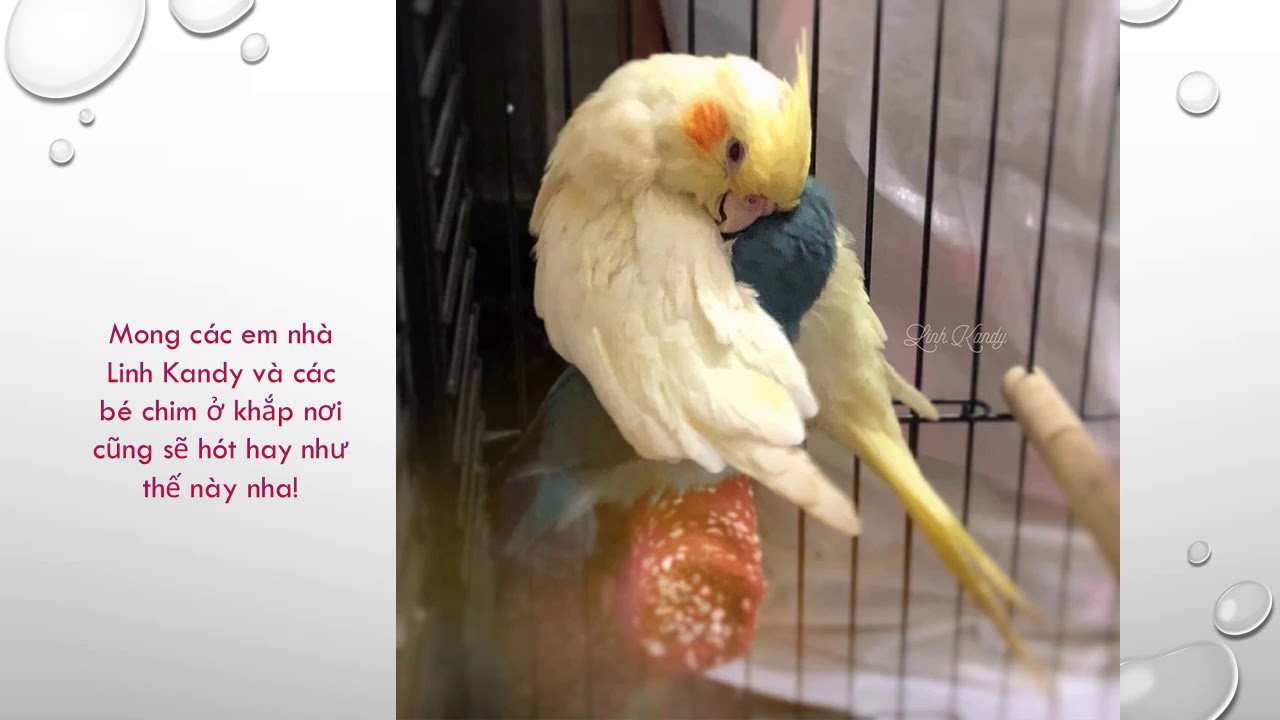 HappyBirthday - Cockatiel Singing 44mins