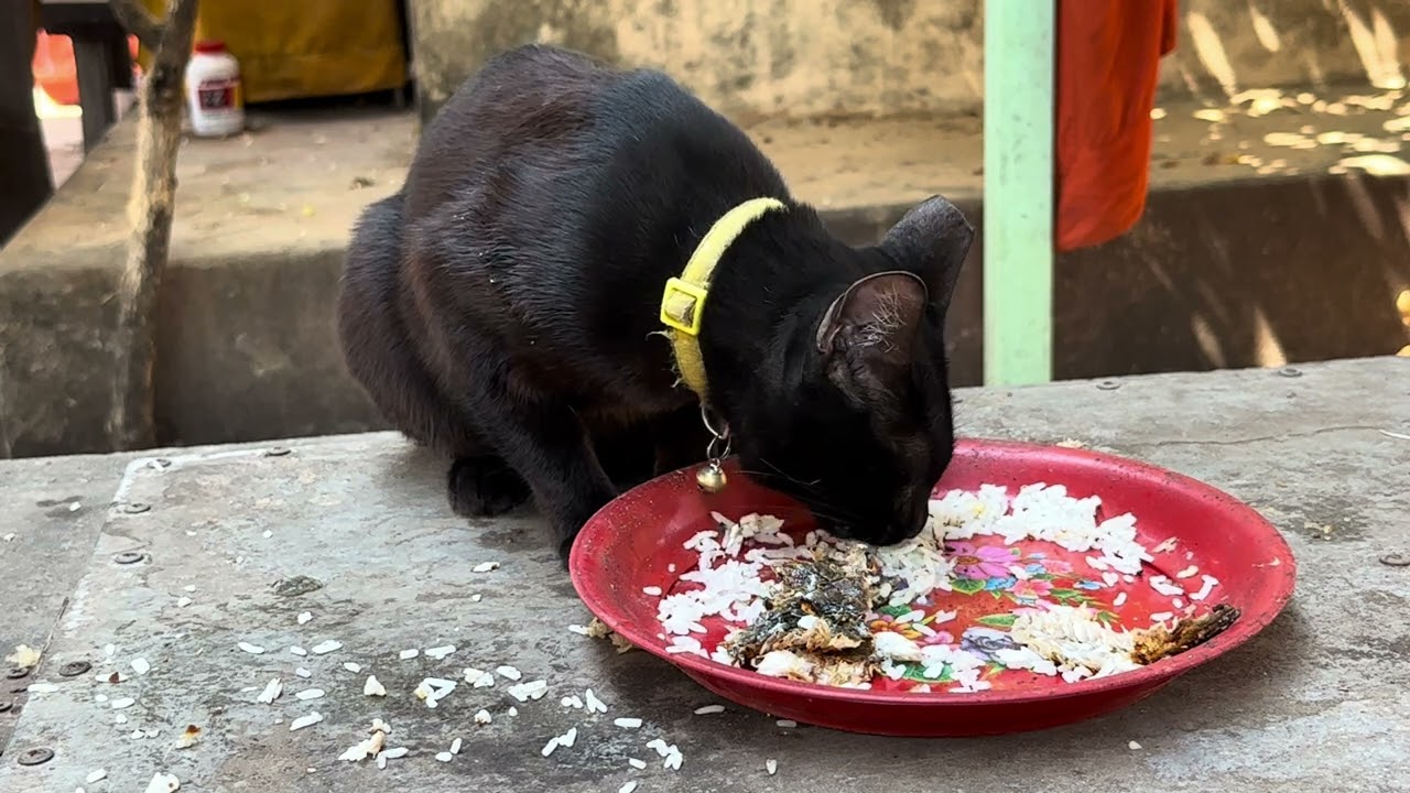 Cat is eating food, lovely is animals.