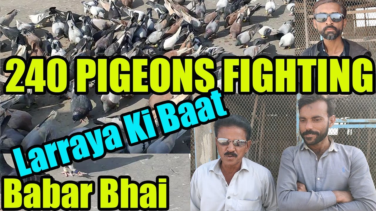 Fighting Pigeons Of Babar Bhai 240 Kabooter Loft Larrayya Catching Birds Pets Animals Basir Hashmi