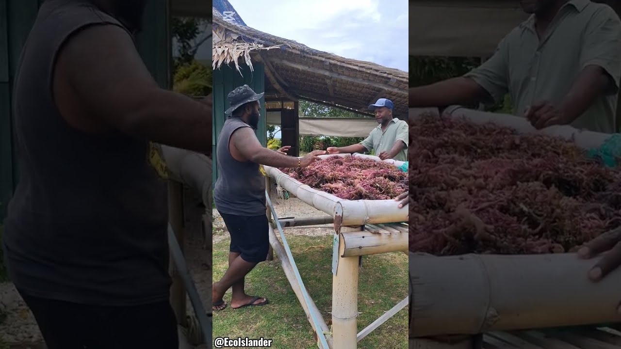 A Day at NUSA TUPE INNOVATION HUB| Island Life Experience  🏝🥬🍑🌳🌊🇸🇧