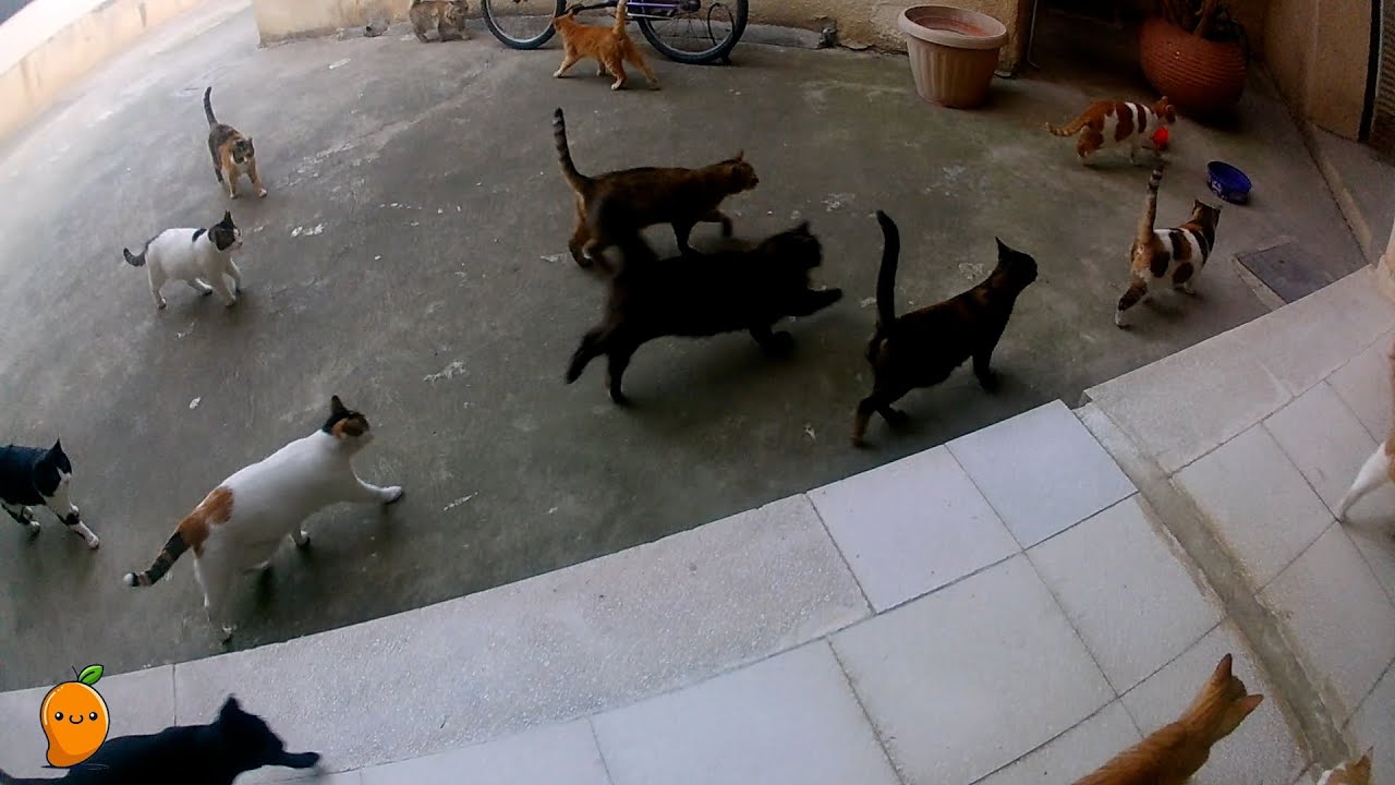How to Feed 30+ Rescue Cats.