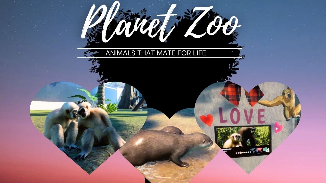 Planet Zoo: Valentines Day