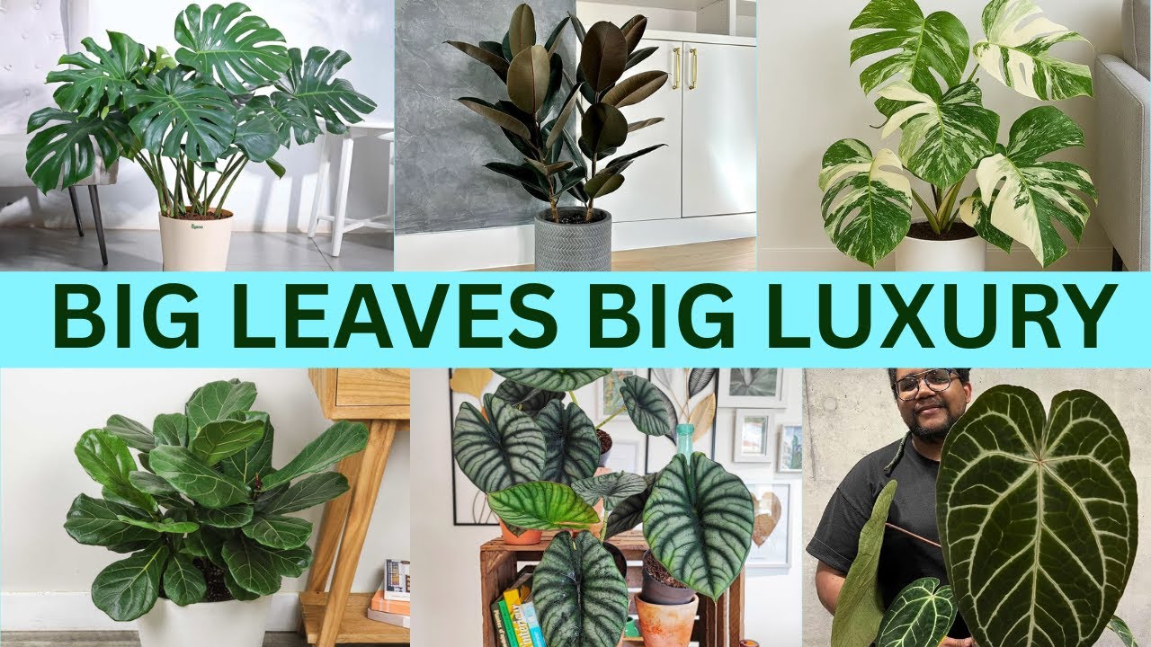 Big Leaf Plants That Make Your Room Look Luxury on a Budget