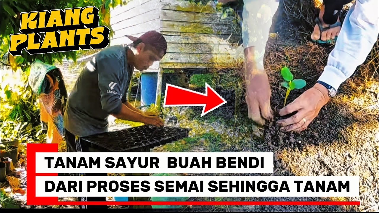 PERCUBAAN PERTAMA TANAM BENDI.DARI SEMAI SEHINGGA DITANAM .