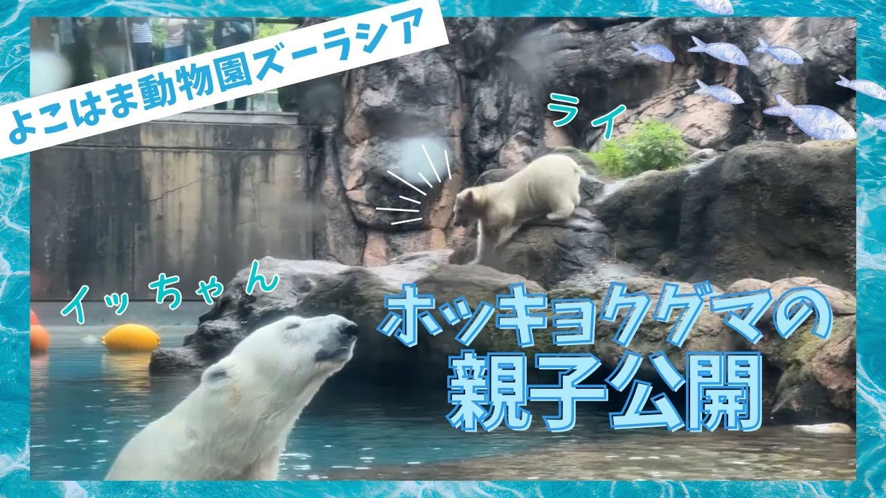 【よこはま動物園ズーラシア】ホッキョクグマイッちゃんとライの親子公開🐻‍❄️🐻‍❄️