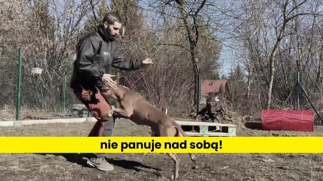 Piękny amstaff, ale nie panuje nad sobą